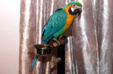 Dot Schwarzs Daily Life with Benni the Macaw