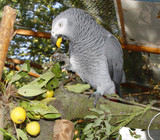 Fresh Foods Your Parrot Will Love