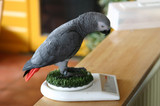 Parrot Intelligence - Part 3