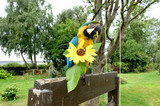 Parrot Husbandry