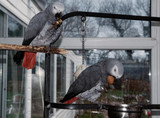 Noisy Parrots