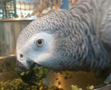 Parrot Mealtimes: All Day Or Set Times?