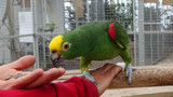 An Advanced Parrot Training Workshop in Holland