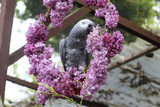 Teaching Parrots to Talk