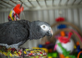Managing Fear in Parrots