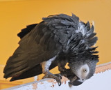 Coping with Parrot Aggression