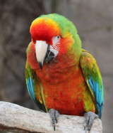 Northern Parrots Visits Flamingo Land