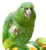 Go Cook For Your Parrot On November 1st