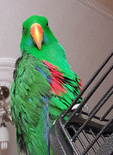 Meet Harley the Eclectus