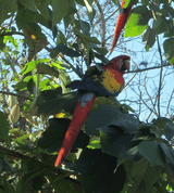Heather Scott's Trip Of A Lifetime Volunteering With Parrots In Costa Rica