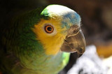 Vaccinations For Parrots | Should Parrots Have Injections