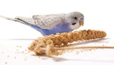 Three Tricks Your Budgie Can Do