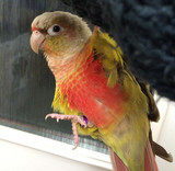 Meet Chili the Green-cheeked Conure