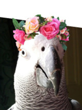 Meet Ruby the African Grey