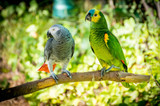 Looking For Parrot Breeders Or Parrots For Sale?