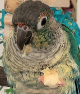 Why Do Parrots Need Protein?