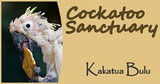 Kakatua Bulu Cockatoo Sanctuary