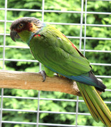 Breeding Parrots and Conservation