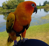 Meet SunSun the Sun Conure