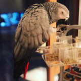 Meet Winnie the African Grey