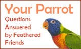 Your Parrot Questions Answered By Feathered Friends