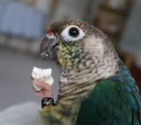 Why Parrots Need Carbohydrates