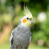 Parrot Boarding Facilities in the UK