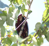 Parrot Watching in Mato Grosso Part 1