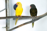 Breeding Parrots and Conservation