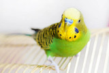 Budgerigar Fact Sheet