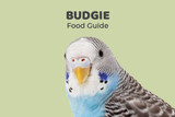 Budgie Feeding Guide