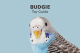 Budgie Toy Guide