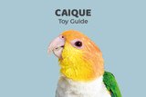 Caique Parrot Toy Guide