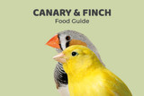 Canary Feeding Guide