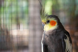 Northern Parrots National Cockatiel Day