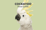 Cockatoo Feeding Guide