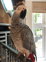 Meet Coco the African Grey