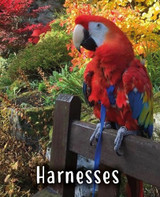 Aviator Parrot Harnesses | Products Reviewed and How To Use Guide