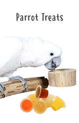 Parrot Treats | What Treats Should You Feed Your Parrot