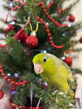 Your Parrot Enjoying Christmas