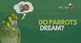 Do Parrots Dream?