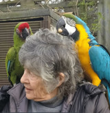 Microchipping ? Keeping Parrots Safe And Other Precautions