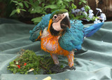 How To Give Parrots The Best Nutrition