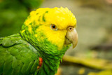 About Feather Tail Parrot Rescue