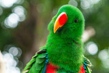 Get Involved With Eclectus Day