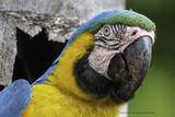 Expert Advice on Parrot Beaks and Feet
