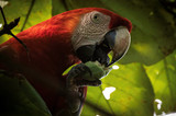 How Parrots Communicate In The Wild