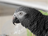 Stress Triggers and How To Deal With Them in Parrots 