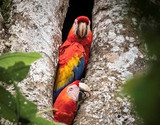 How Do Parrots Live With Humans?
