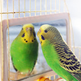 The Importance of Parrot Insurance